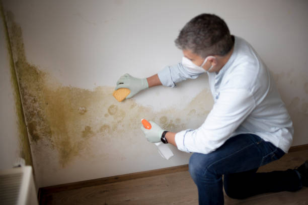 Best Industrial Mold Remediation  in Hebron, IL